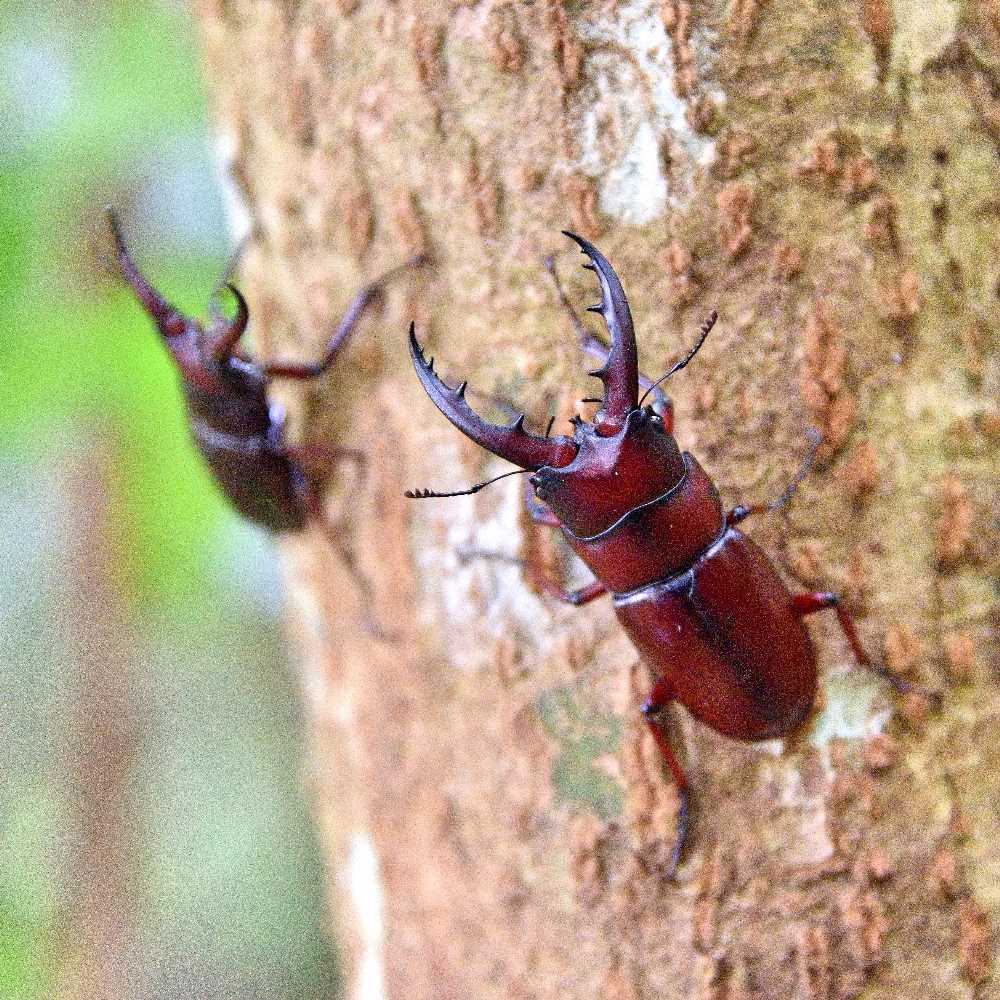 クワガタ写真 24